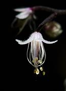 Foam Flower, Tiarella trifoliata